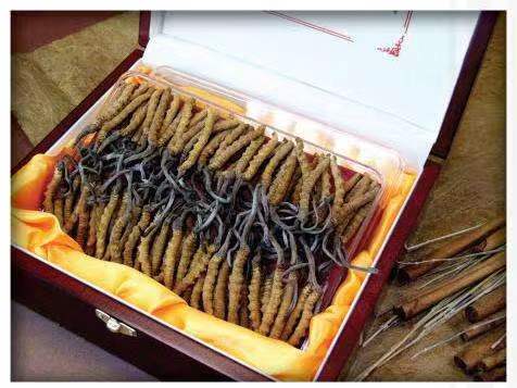 杜尔伯特冬虫夏草回收